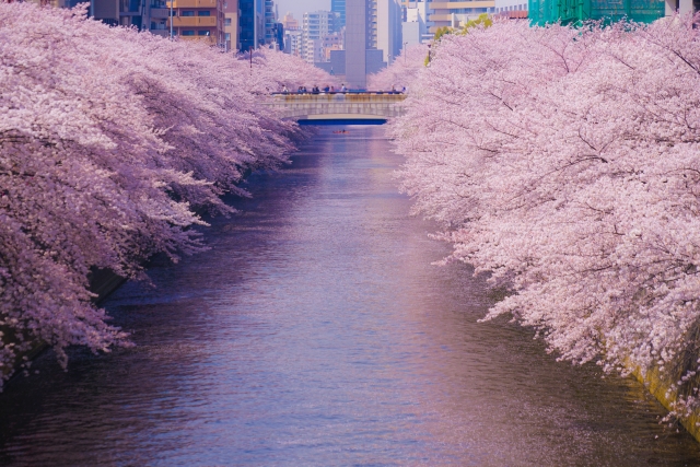 目黒川の桜の写真